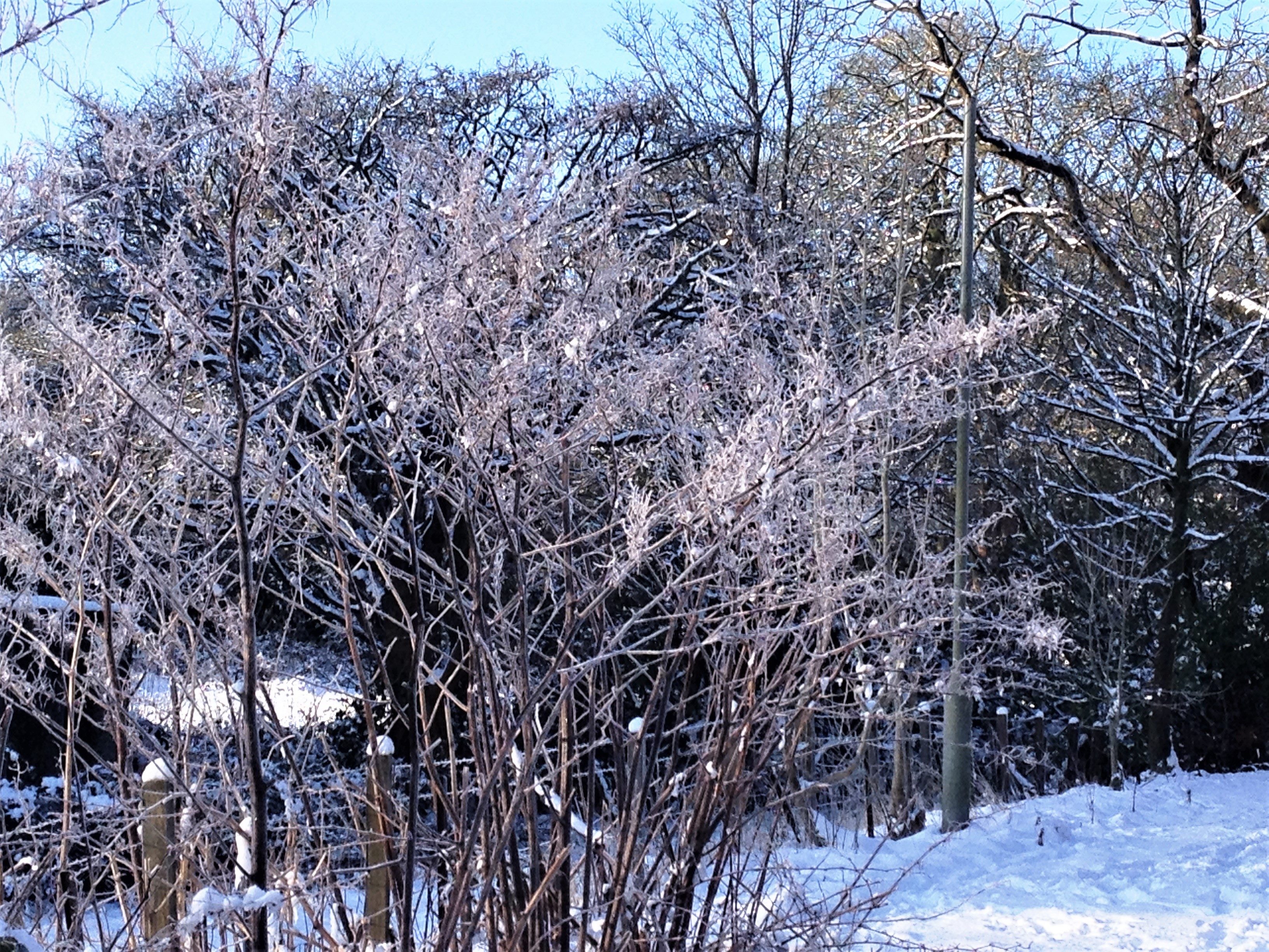 japanese knotweed treatment winter