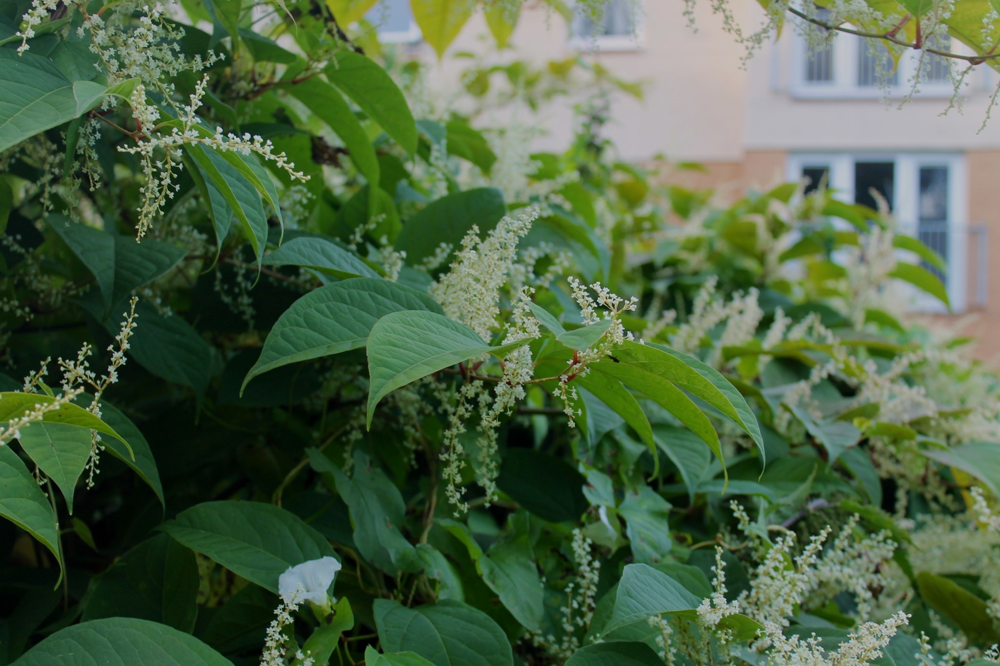 Japanese Knotweed and your home