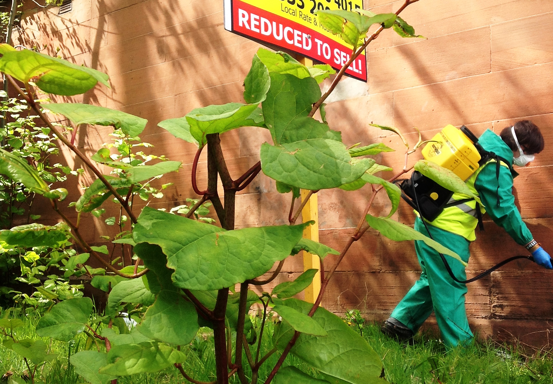Japanese Knotweed removal to sell home