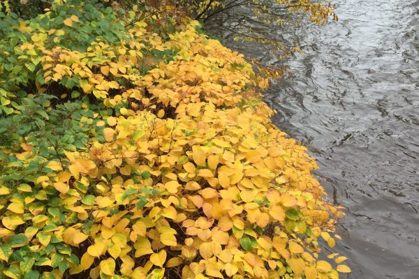 autumn japanese knotweed on river clyde